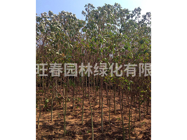重陽(yáng)木